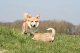 CORGI PEMBROKE 1290